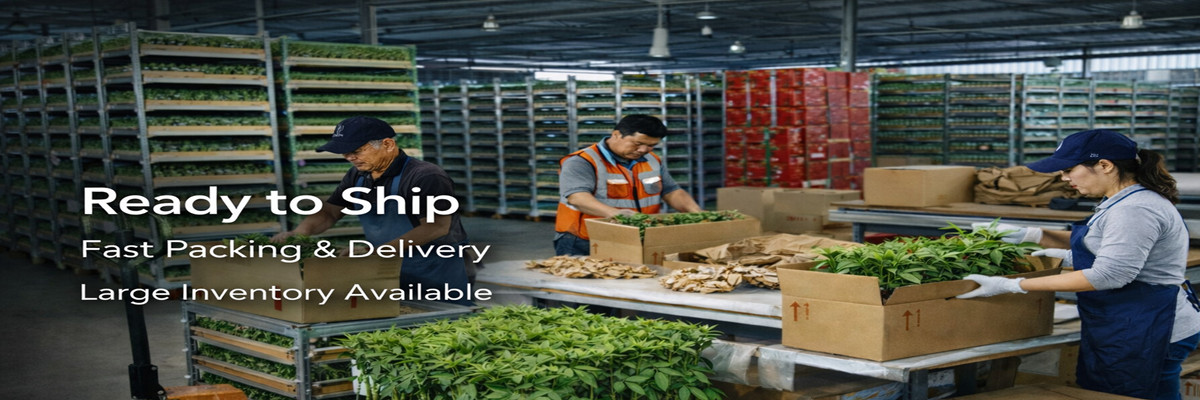 Earth & Ocean - PACKING